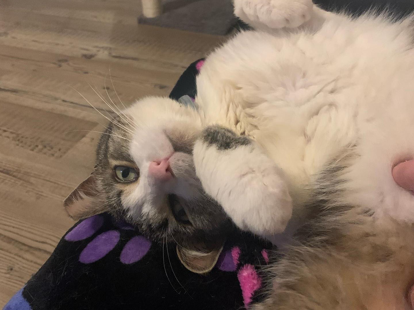 Adoption Application