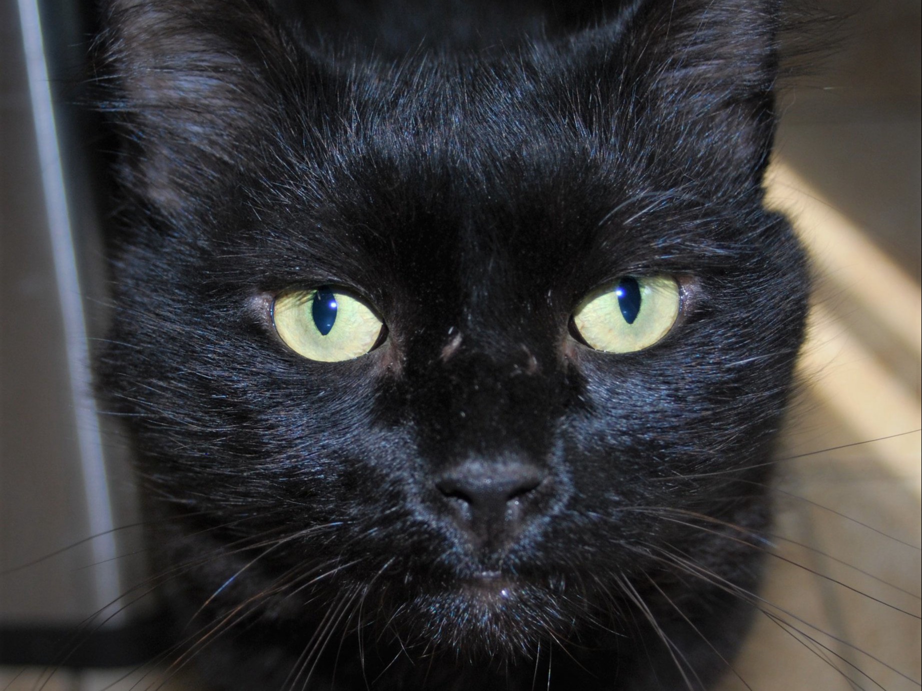 LAPS Impact Reports & Financials