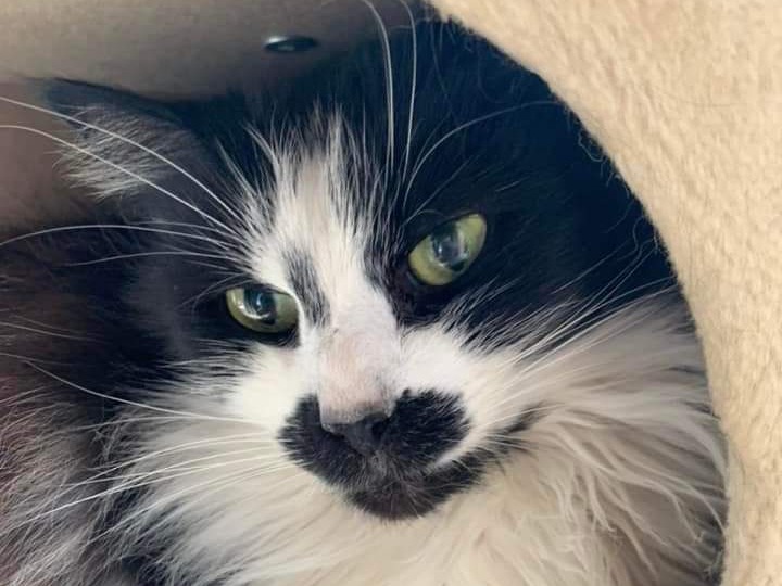 Happy Tails New Home Updates